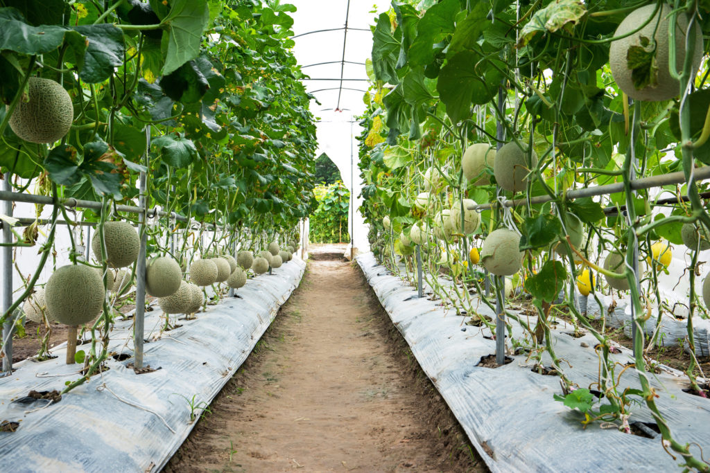 Melon - BioLED Lighting